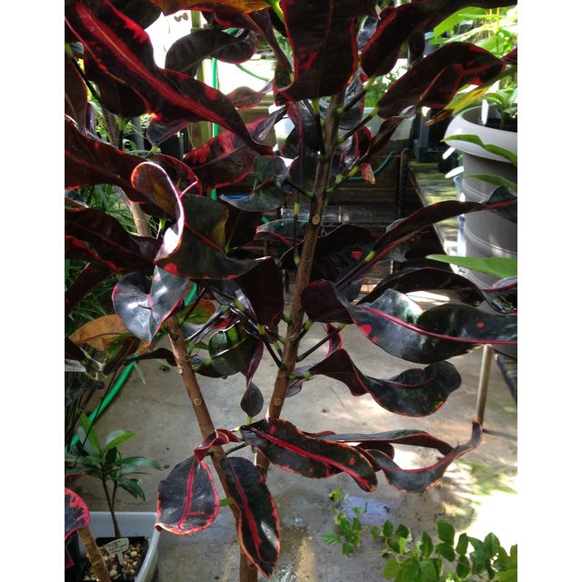 Scientific name: Codiaeum variegatum; family: Euphorbiaceae; common name: Garden Croton; origin: Malaysia and Pacific Islands