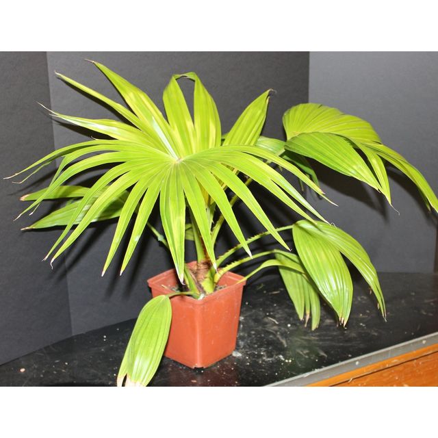 Scientific name: Copernicia alba; family: Palmae; common name: Wax Palm; origin: South America