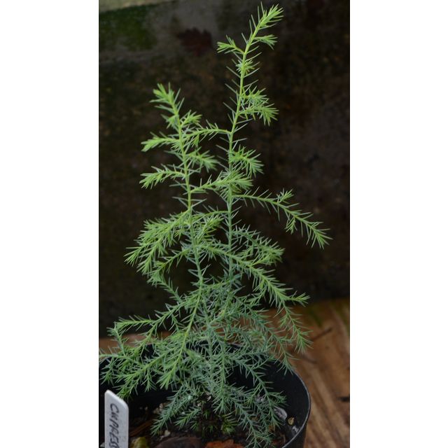 Scientific name: Cupressus sempervirens; family: Cupressaceae; common name: Italian Cypruss; origin: Mediterranean Region