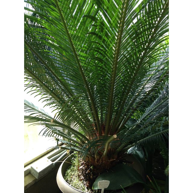 Scientific name: Cycas revoluta; family: Cycadaceae; common name: Sago Cycad; origin: South Japan