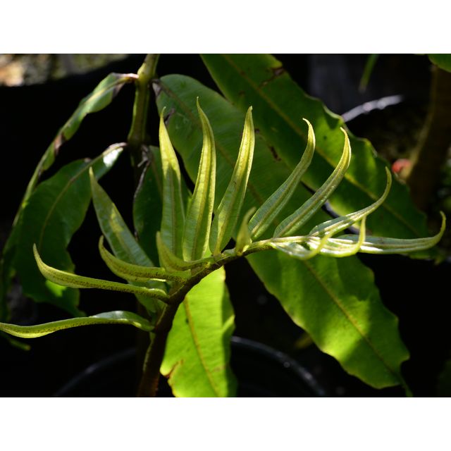 Scientific name: Danaea grandifolia; family: Danaeaceae; common name: Danaea; origin: Central America