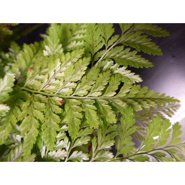 Scientific name: Davallia trichomanoides; family: Davalliaceae; common name: Black Rabbits Foot Fern; origin: Malaysia