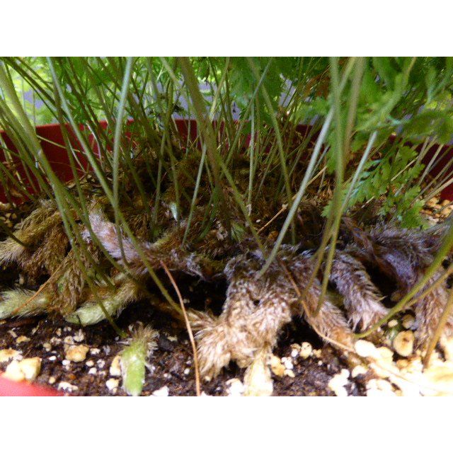 Scientific name: Davallia trichomanoides; family: Davalliaceae; common name: Black Rabbits Foot Fern; origin: Malaysia