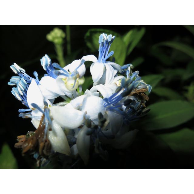 Scientific name: Dichroa febrifuga; family: Hydrangeaceae; common name: Gigil; origin: East Asia