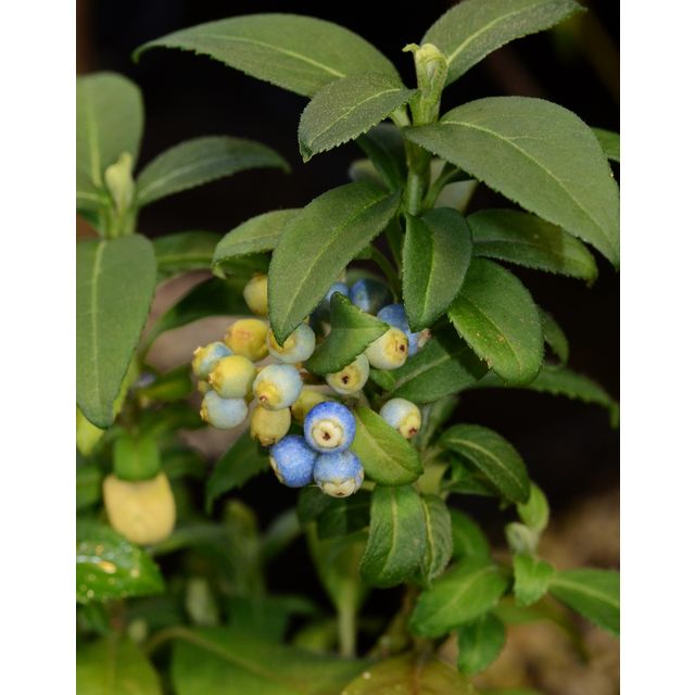 Scientific name: Dichroa febrifuga; family: Hydrangeaceae; common name: Gigil; origin: East Asia