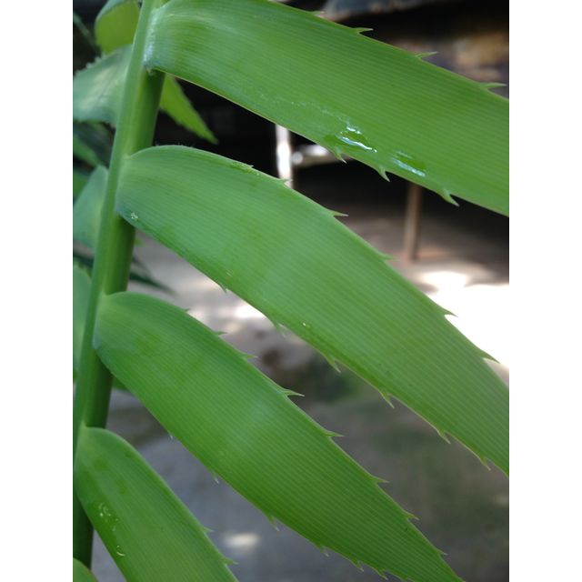 Scientific name: Dioon edule; family: Zamiaceae; common name: Virgin Palm; origin: Mexico
