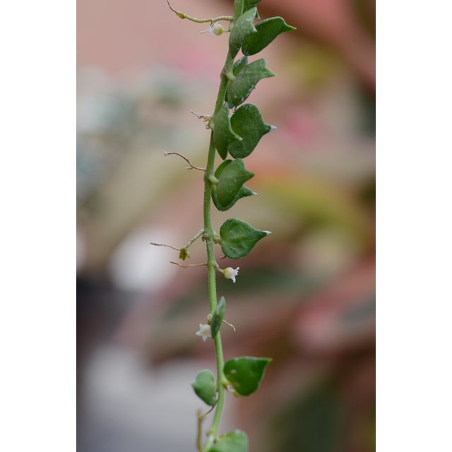 Scientific name: Dischidia ruscifolia; family: Apocynaceae; common name: Million Hearts Plant; origin: Asia