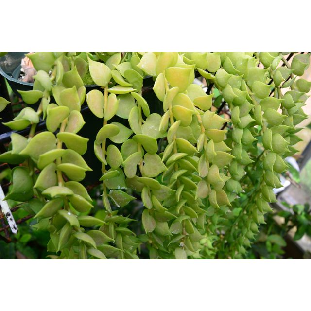 Scientific name: Dischidia ruscifolia; family: Apocynaceae; common name: Million Hearts Plant; origin: Asia