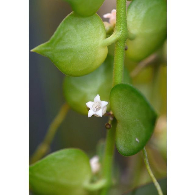 Scientific name: Dischidia ruscifolia; family: Apocynaceae; common name: Million Hearts Plant; origin: Asia
