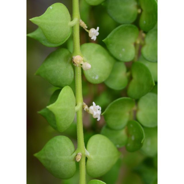 Scientific name: Dischidia ruscifolia; family: Apocynaceae; common name: Million Hearts Plant; origin: Asia