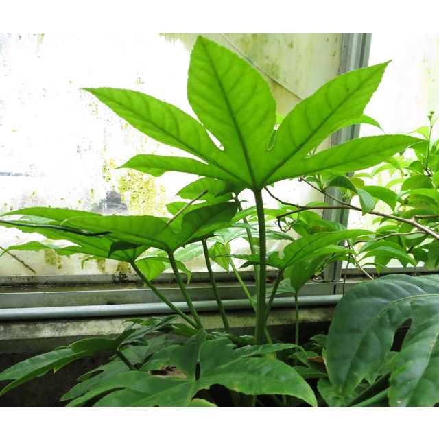 Scientific name: Fatsia japonica; family: Araliaceae; common name: Paperplant; origin: East Asia