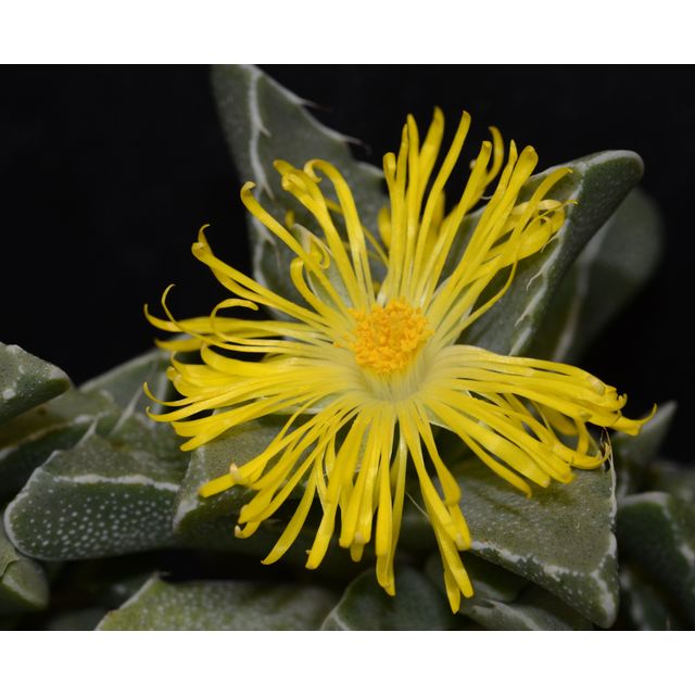 Scientific name: Faucaria tigrina; family: Aizoaceae; common name: Tiger Jaws; origin: South Africa