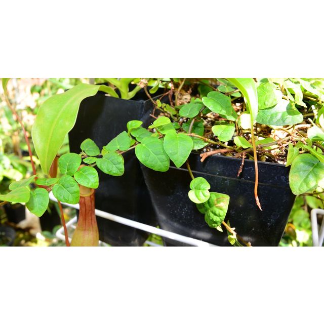 Scientific name: Ficus pumila; family: Moraceae; common name: Climbing Fig; origin: Asia