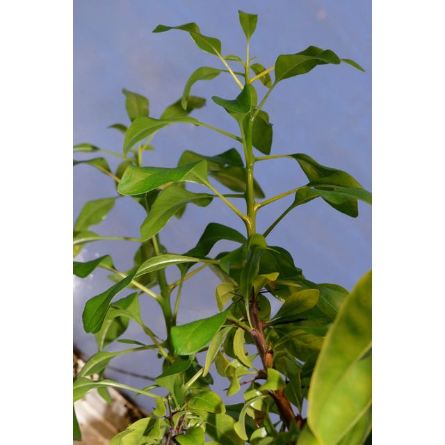 Scientific name: Fouquieria macdougalii; family: Fouquieriaceae; common name: Mexican Tree Ocotillo; origin: Mexico