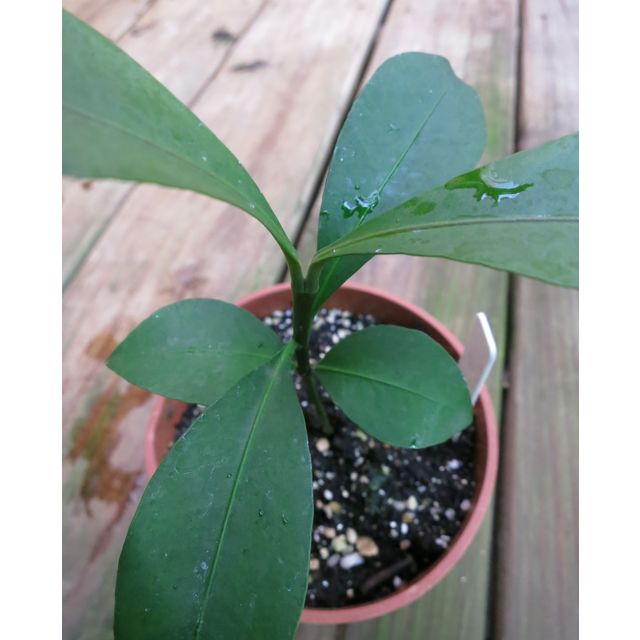 Scientific name: Garcinia intermedia; family: Clusiaceae; common name: Lemon Drop Mangosteen; origin: South America