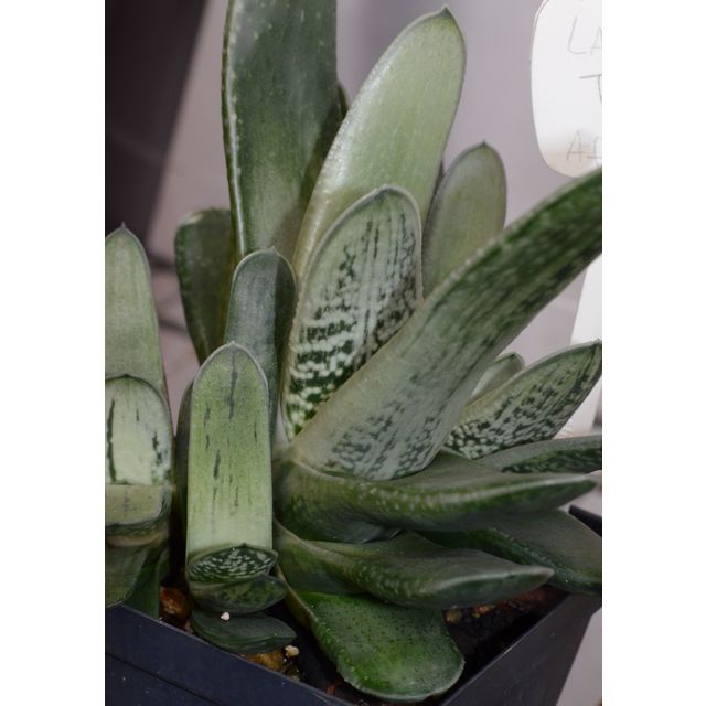 Scientific name: Gasteria obliqua; family: Xanthorrhoeaceae; common name: Lawyer's Tongue; origin: South Africa