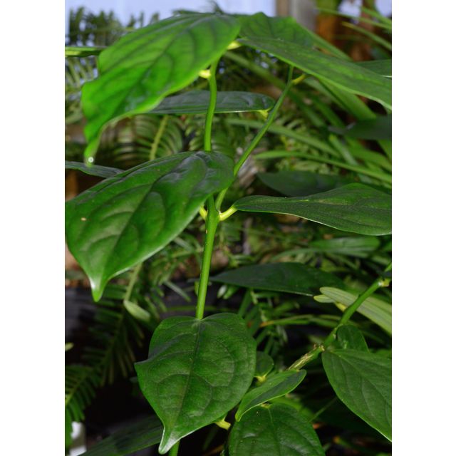 Scientific name: Gonocaryum calleryanum; family: Cardiopteridaceae; common name: Tai Wan Qiong Lan; origin: Indonesia