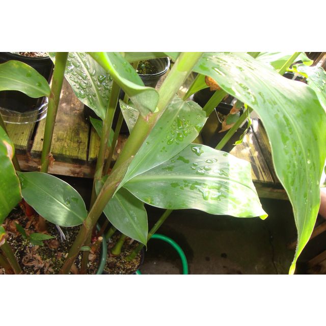 Scientific name: Hedychium coronarium; family: Zingiberaceae; common name: White Ginger Lily; origin: India