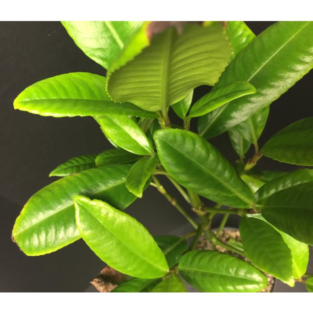 Scientific name: Hedyosmum arborescens; family: Chloranthaceae; common name: Cigarbush; origin: South America