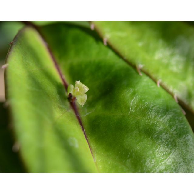 Scientific name: Helwingia chinensis; family: Helwingiaceae; common name: Helwingia; origin: China