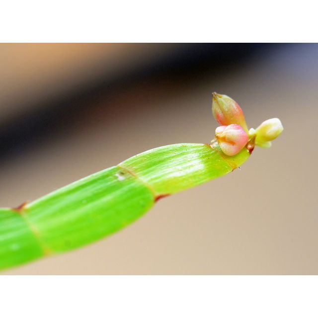 Scientific name: Homalocladium platycladum; family: Polygonaceae; common name: Tapeworm Plant; origin: Pacific islands