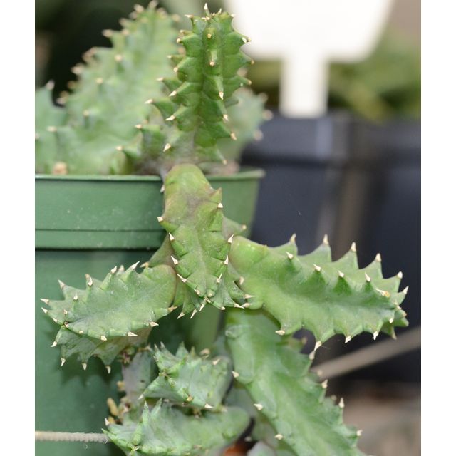 Scientific name: Huernia zebrina; family: Apocynaceae; common name: Life Saver Plant; origin: Africa