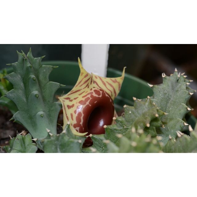 Scientific name: Huernia zebrina; family: Apocynaceae; common name: Life Saver Plant; origin: Africa