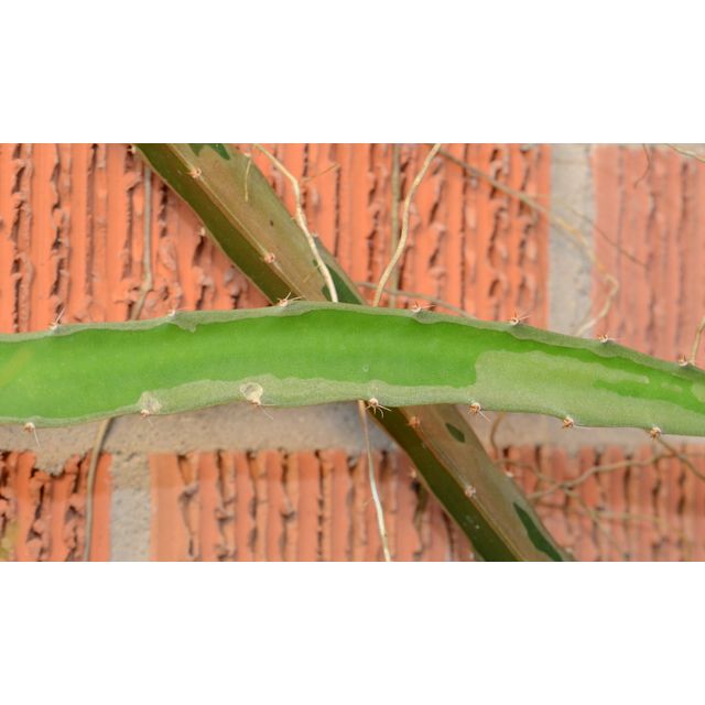 Scientific name: Hylocereus undatus; family: Cactaceae; common name: Dragon Fruit; origin: Central America