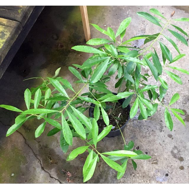 Scientific name: Ilex paraguariensis; family: Aquifoliaceae; common name: Yerba Mate; origin: Southern Brazil