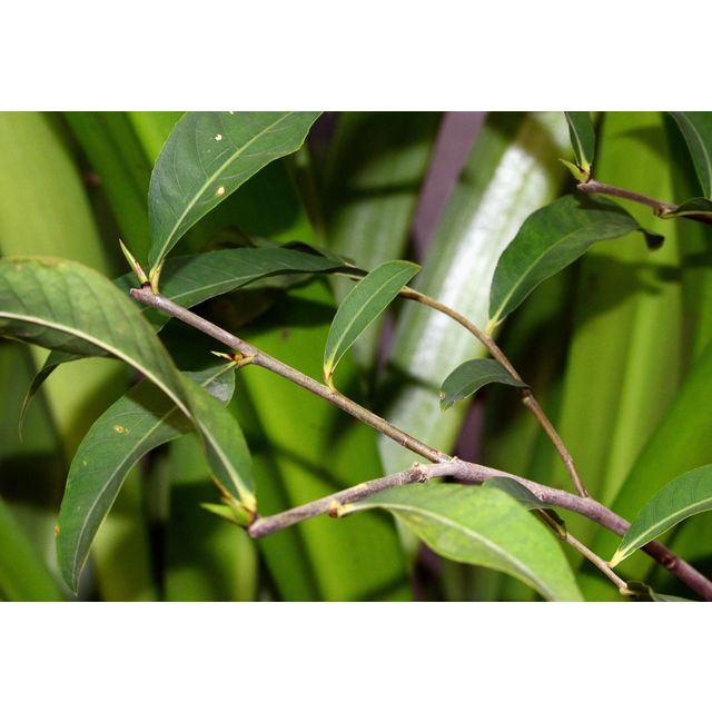 Scientific name: Lecythis zabucajo; family: Lecythidaceae; common name: Paradise Nut; origin: South America