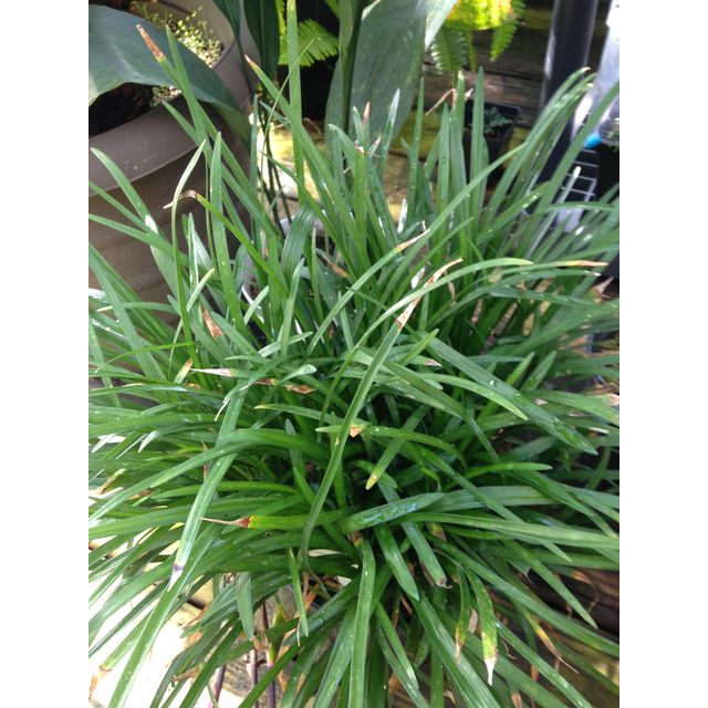 Scientific name: Liriope muscari; family: Asparagaceae; common name: Border Grass; origin: East Asia