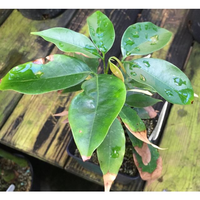 Scientific name: Litchi chinensis; family: Sapindaceae; common name: Lychee; origin: China