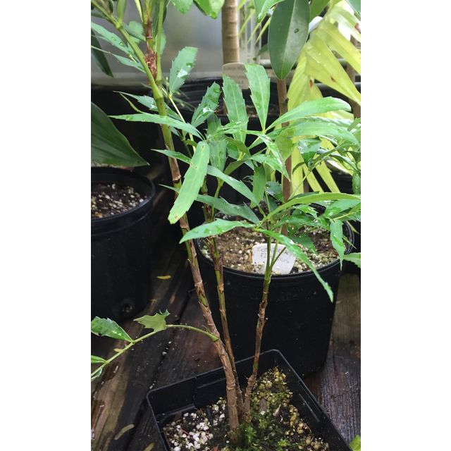 Scientific name: Mahonia fortunei; family: Berberidaceae; common name: Barberry; origin: Eurasia