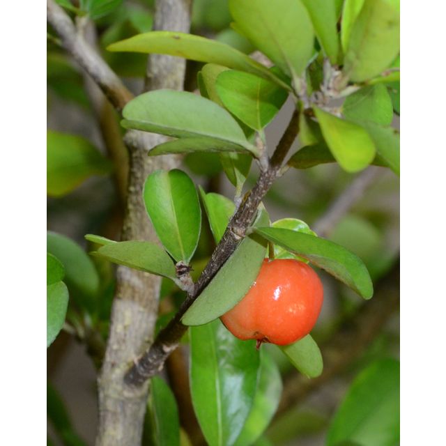 Scientific name: Malpighia glabra; family: Malpighiaceae; common name: Acerola; origin: Texas through Brazil