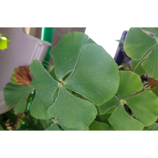Scientific name: Marsilea quadrifolia; family: Marsileaceae; common name: Four Leaf Clover; origin: India