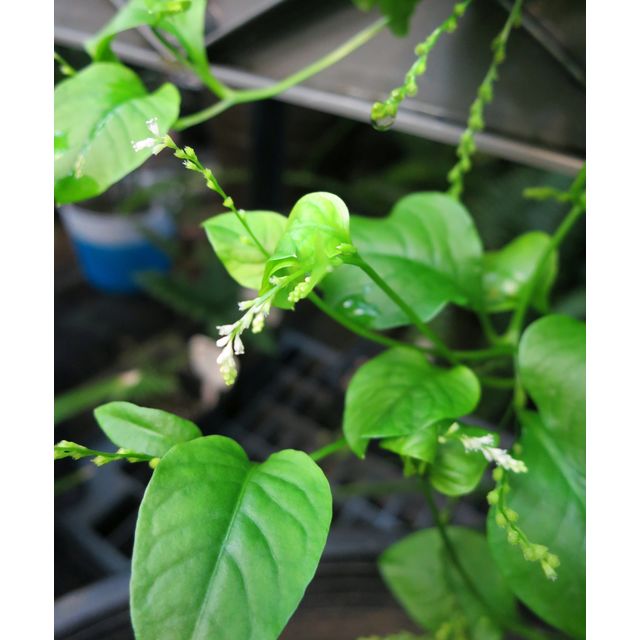 Scientific name: Microtea debilis; family: Microteaceae; common name: Weak Jumby Pepper; origin: South America