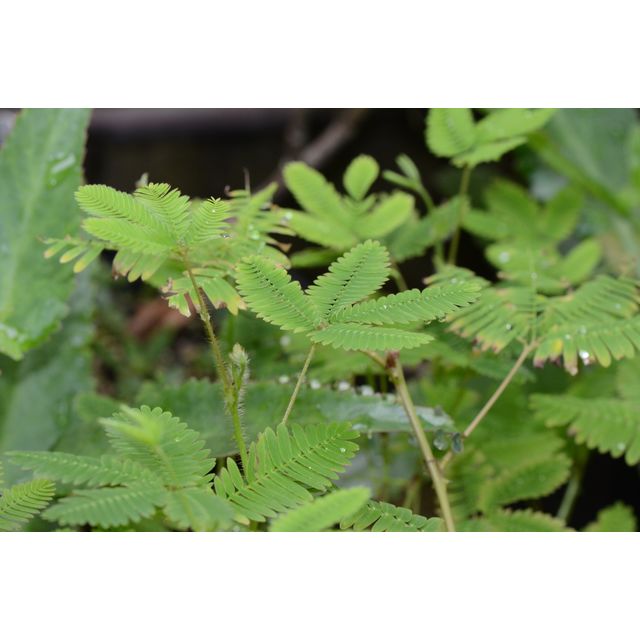 Scientific name: Mimosa pudica; family: Leguminosae; common name: Sensitive Plant; origin: South America, Central America