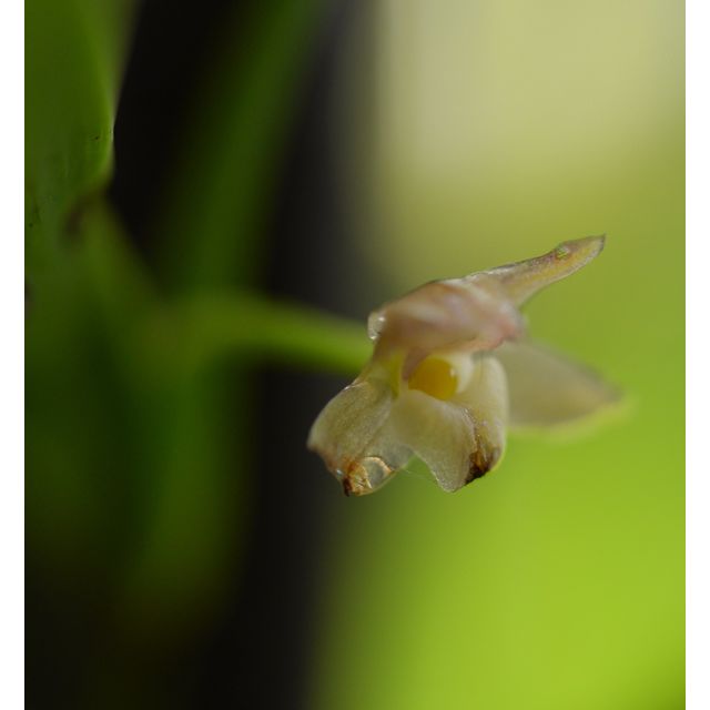 Scientific name: Myoxanthus sotoanus; family: Orchidaceae; common name: Myoxanthus; origin: Central America