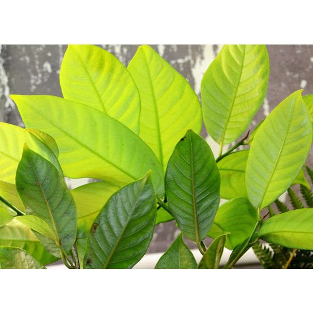 Scientific name: Myristica fragrans; family: Myristicaceae; common name: Nutmeg; origin: East Asia