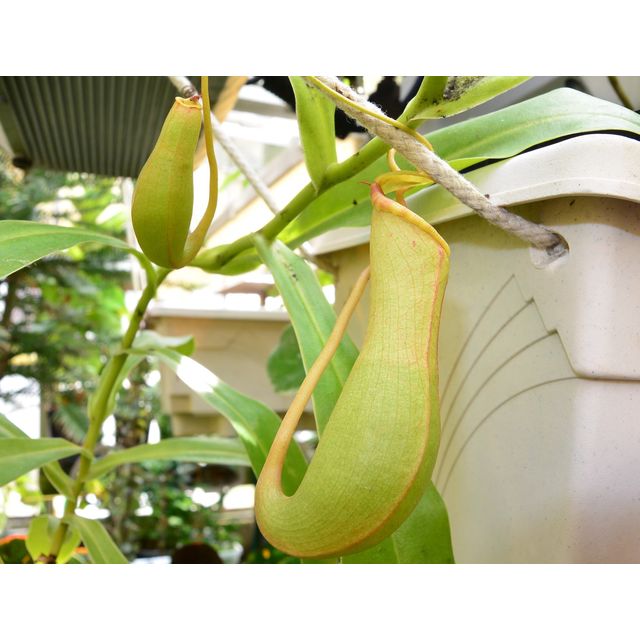 Scientific name: Nepenthes khasiana; family: Nepenthaceae; common name: Khasi Pitcher Plant; origin: South Asia