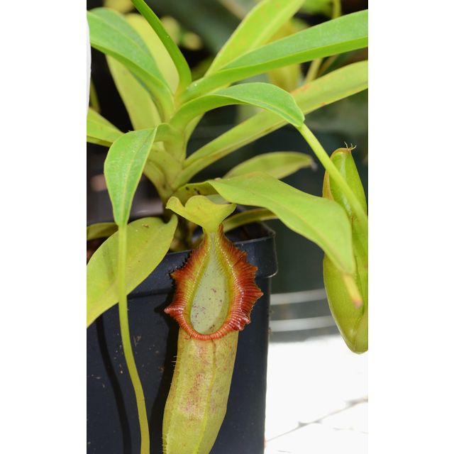 Scientific name: Nepenthes singalana; family: Nepenthaceae; common name: Singgalang Tropical Pitcher Plant; origin: South Asia