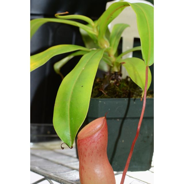 Scientific name: Nepenthes ventricosa; family: Nepenthaceae; common name: One-Sided Tropical Pitcher Plant; origin: South Asia