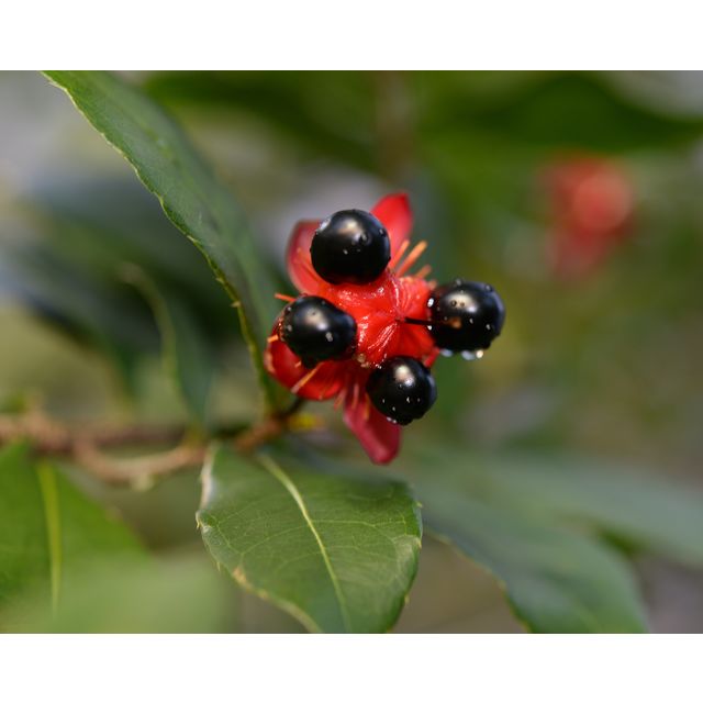 Scientific name: Ochna integerrima; family: Ochnaceae; common name: Mickey Mouse Plant; origin: Asia