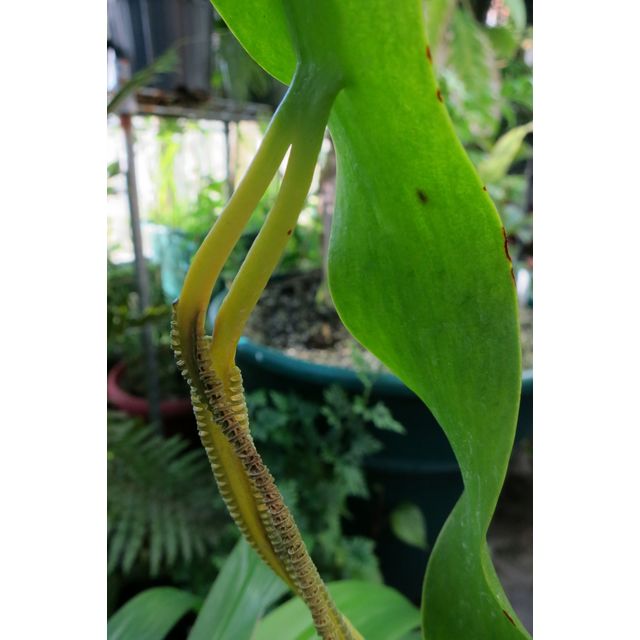 Scientific name: Ophioglossum pendulum; family: Ophioglossaceae; common name: Old World-Adders Tongue; origin: Pacific Islands