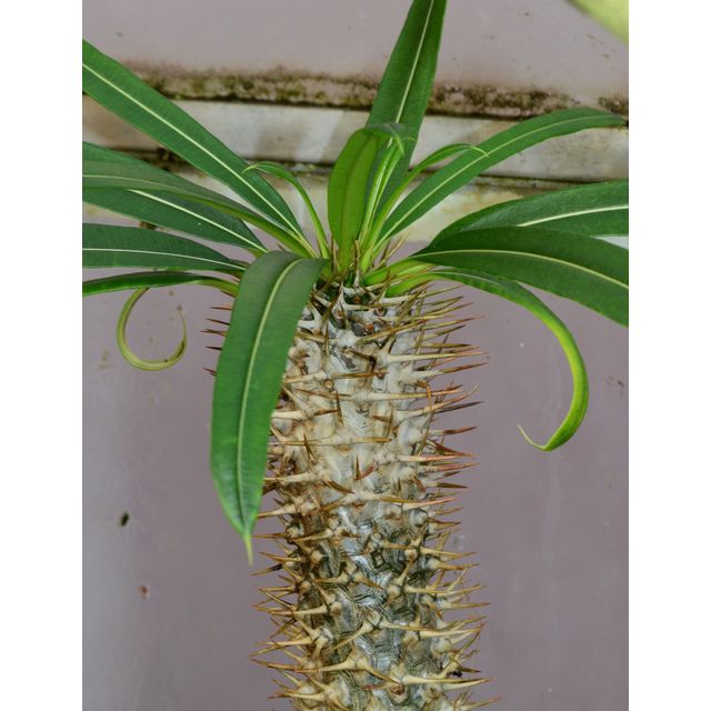 Scientific name: Pachypodium lamerei; family: Apocynaceae; common name: Madagascar Palm; origin: Madagascar