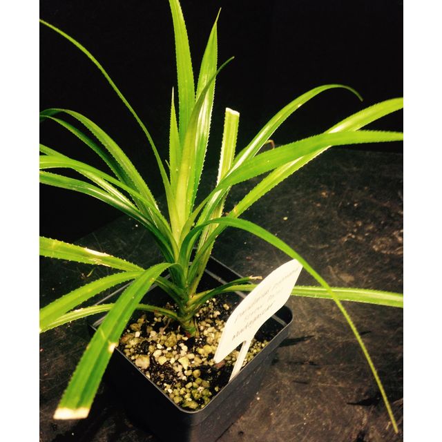 Scientific name: Pandanus pygmaeus; family: Pandanaceae; common name: Screw Palm; origin: Madagascar