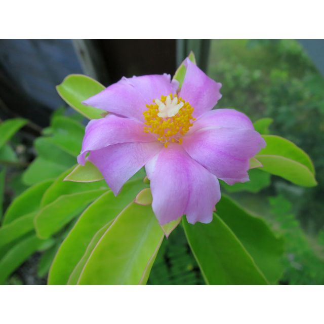 Scientific name: Pereskia grandiflora; family: Cactaceae; common name: Rose Cactus; origin: Central america