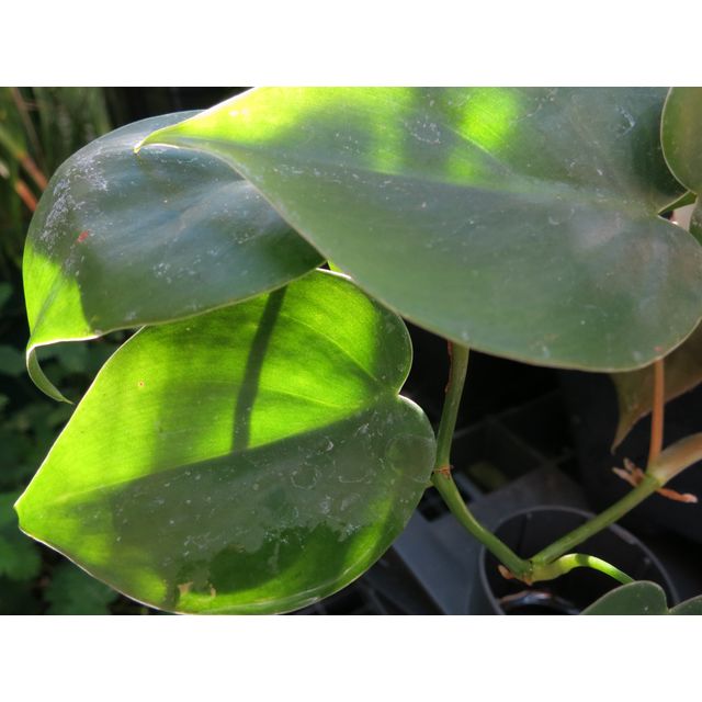 Scientific name: Philodendron hederaceum; family: Araceae; common name: Heartleaf Philodendron; origin: Central America