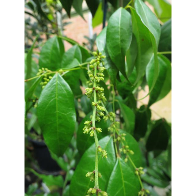 Scientific name: Picramnia pentandra; family: Picramniaceae; common name: Bitterbush; origin: Florida