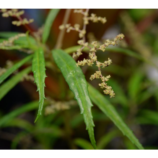 Scientific name: Pilea semidentata; family: Urticaceae; common name: Pilea; origin: Central America